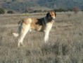 Cão de Gado Transmontano